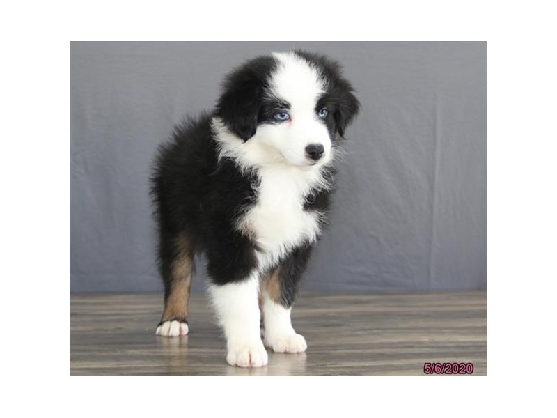 Australian Shepherd