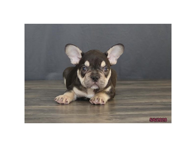 French Bulldog