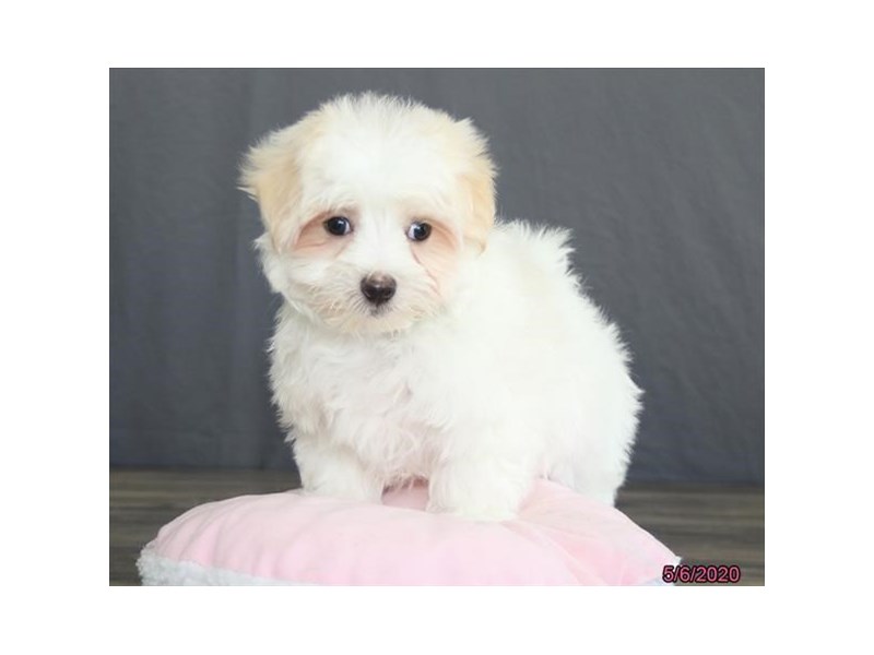 Maltese
