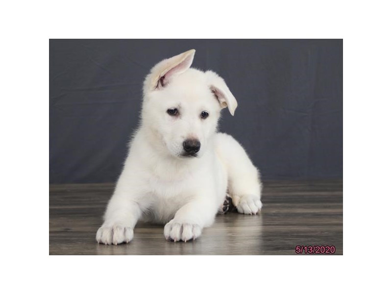 German Shepherd Dog