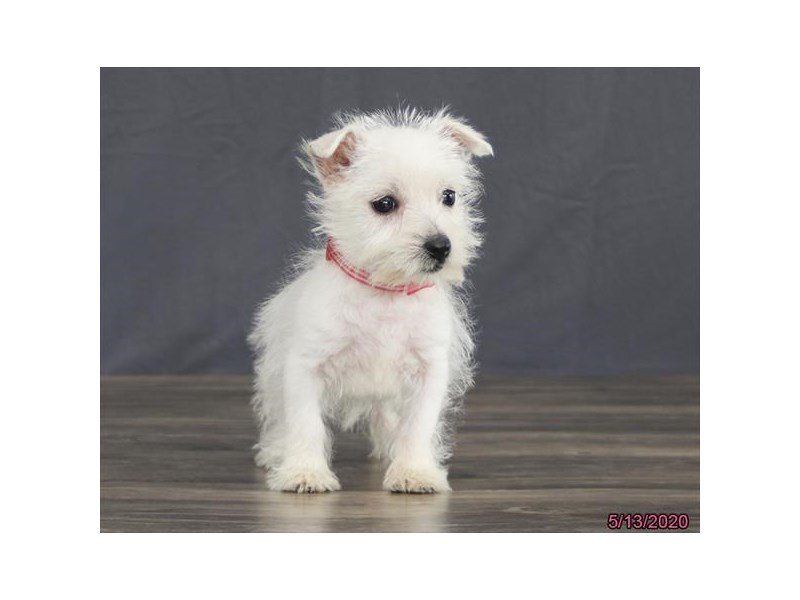 West Highland White Terrier