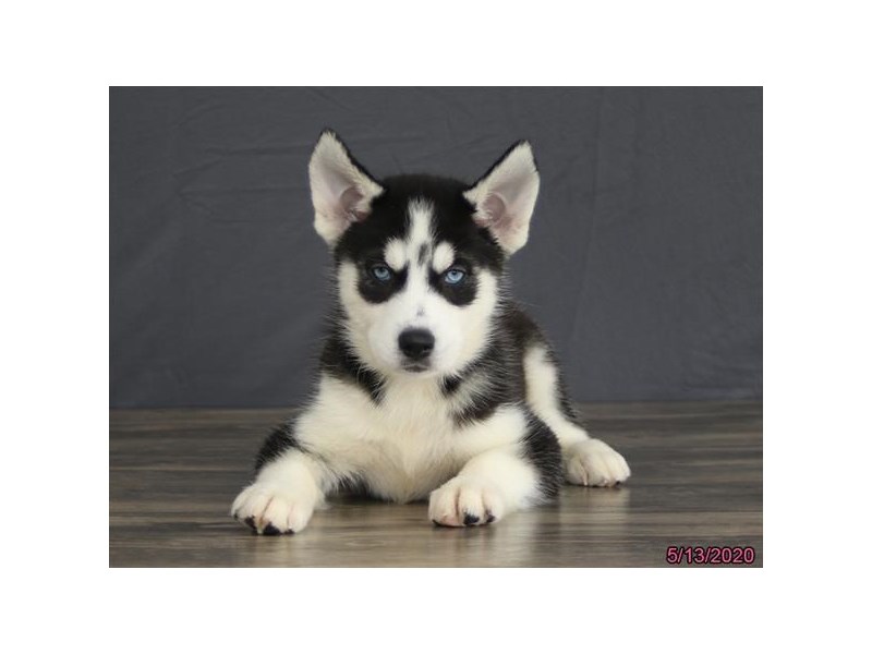 Siberian Husky