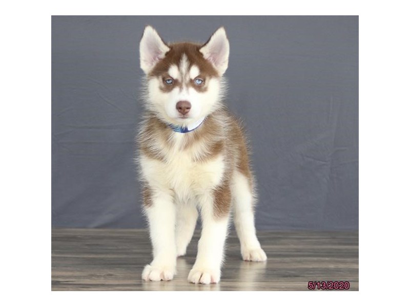 Siberian Husky