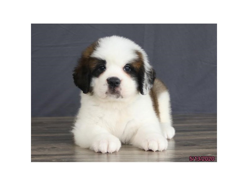 Saint Bernard