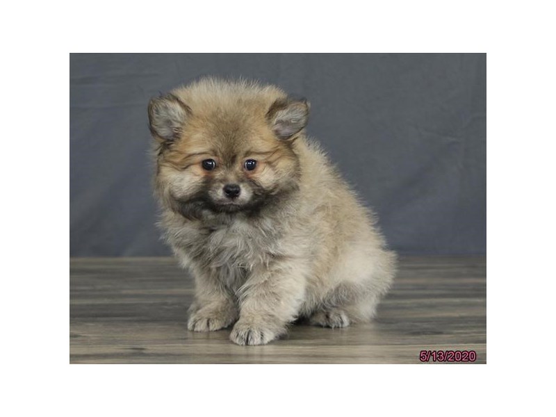 Pomeranian