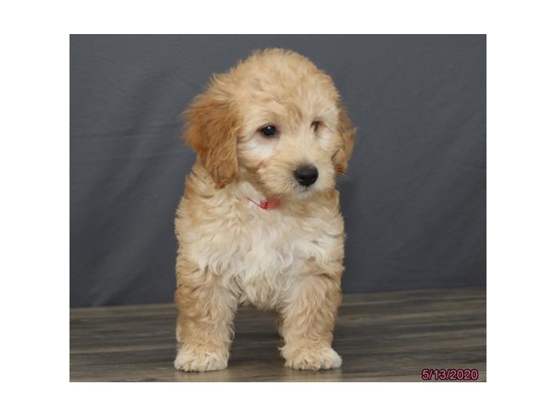 Goldendoodle Mini
