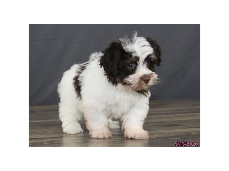 Havanese