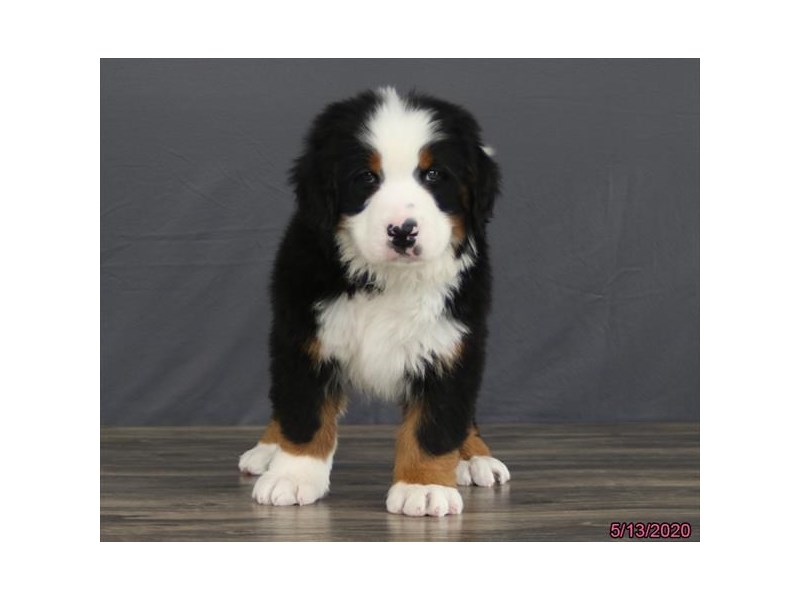 Bernese Mountain Dog