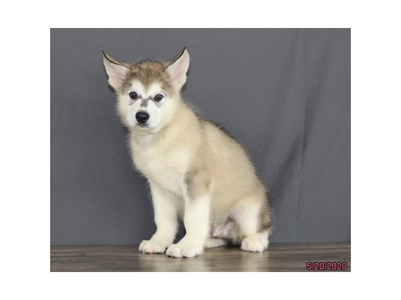 Alaskan Malamute