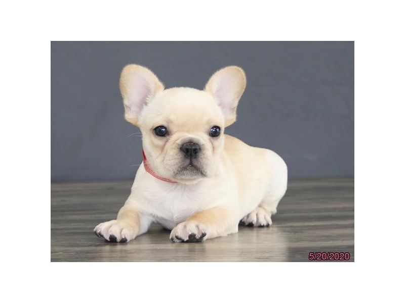 French Bulldog