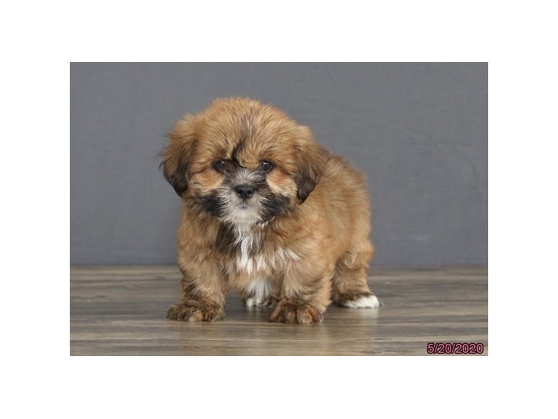 Lhasa Apso