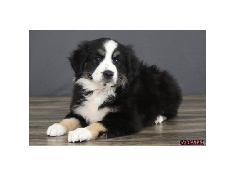 Miniature Australian Shepherd