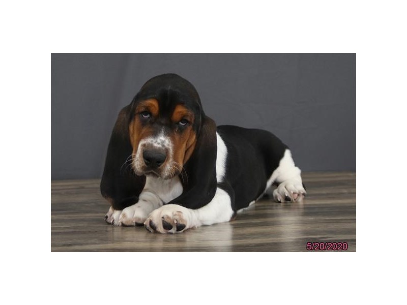 Basset Hound