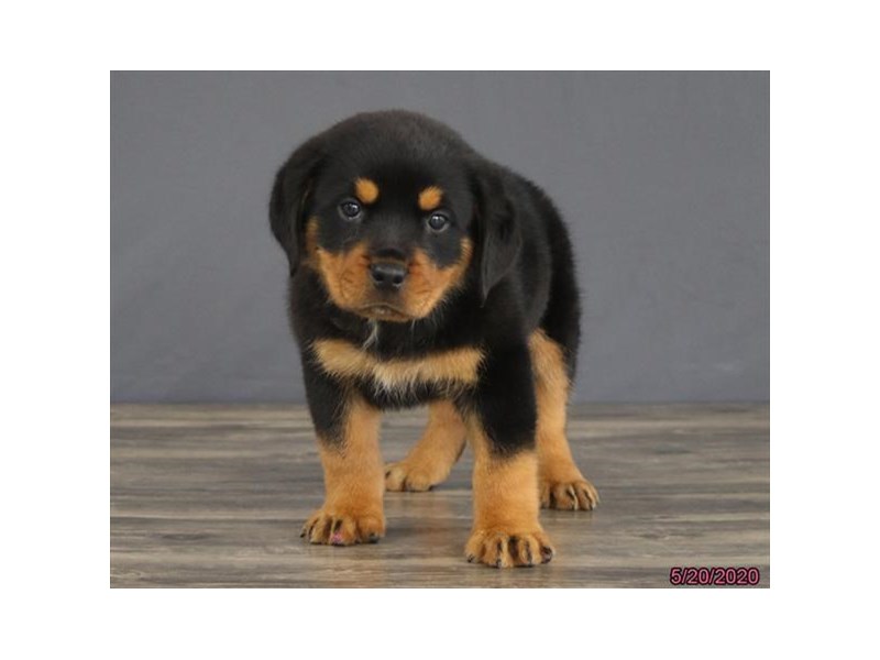 Rottweiler