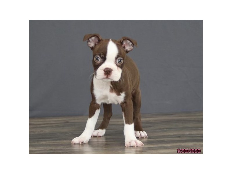 Boston Terrier