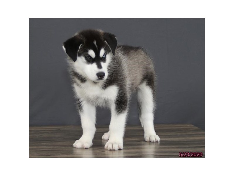 Siberian Husky
