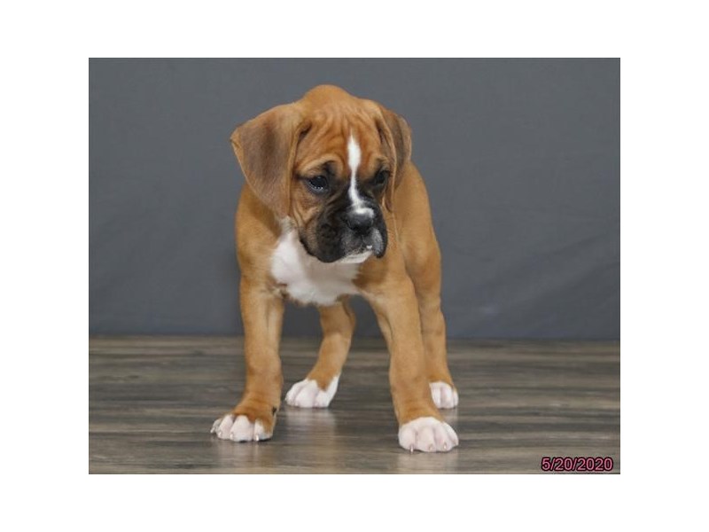 Boxer