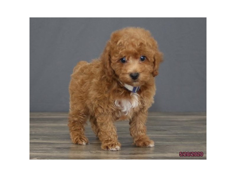 red bichon poodle