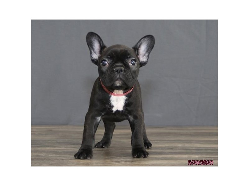 French Bulldog