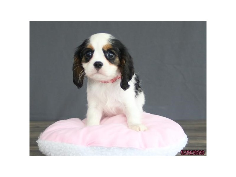 Cavalier King Charles Spaniel