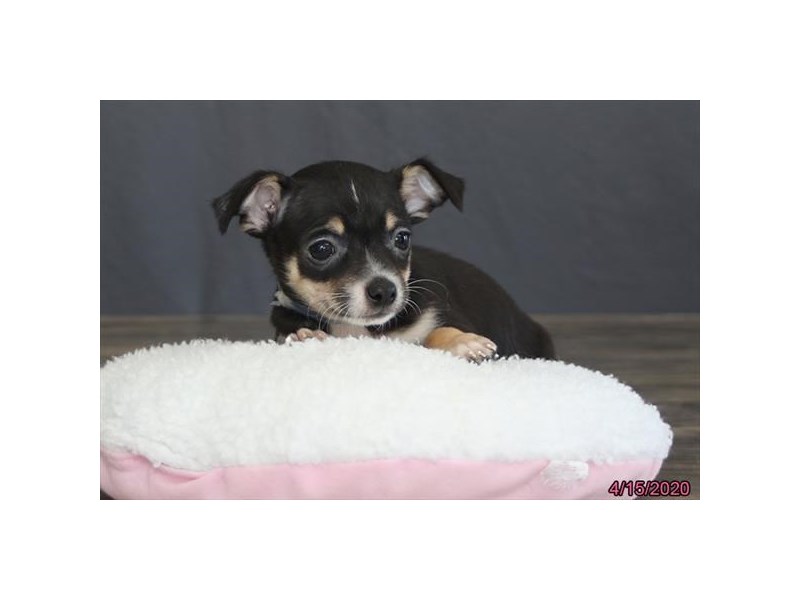 Chihuahua