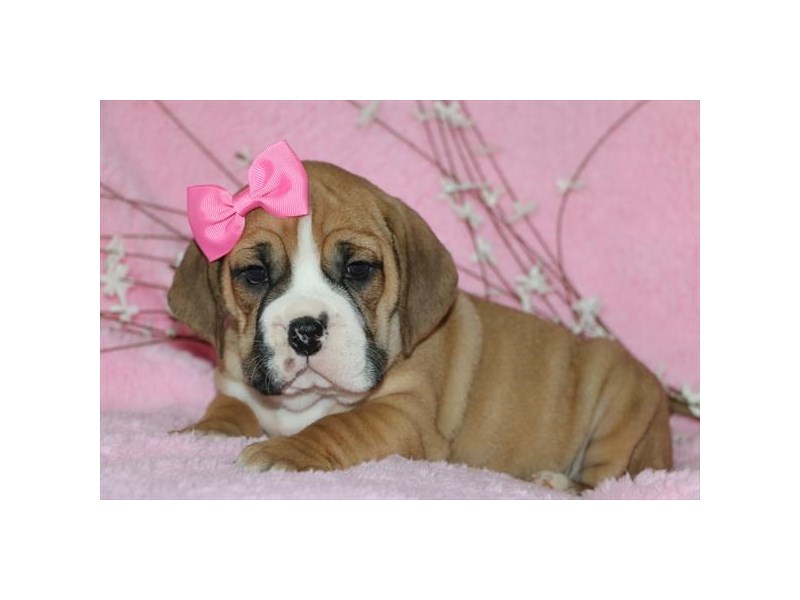 Bulldog/Bulldog-Beagle