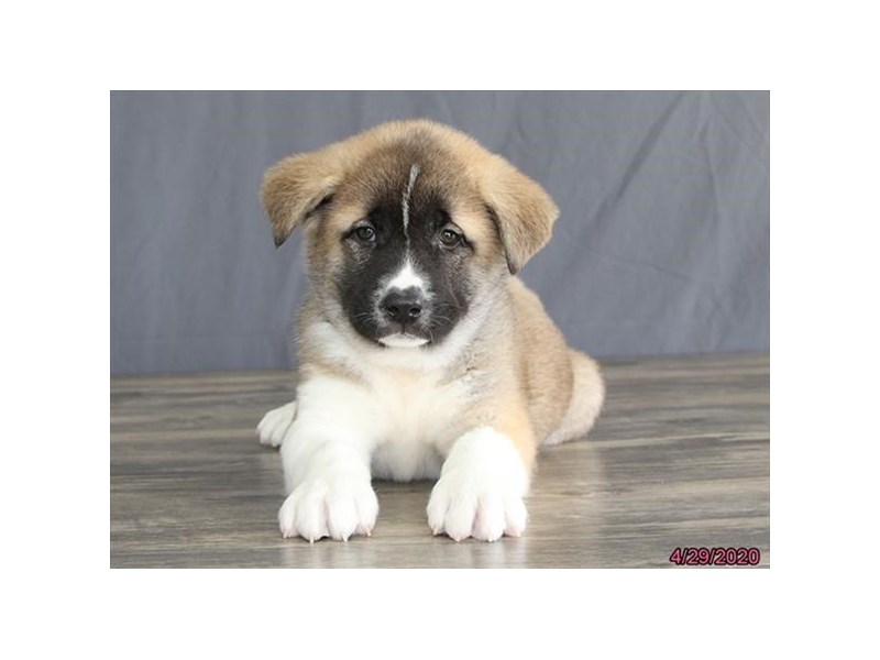 Akita