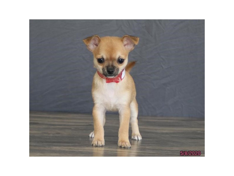 Chihuahua