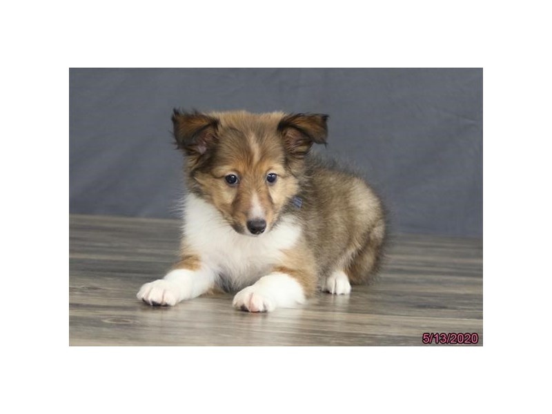 Shetland Sheepdog