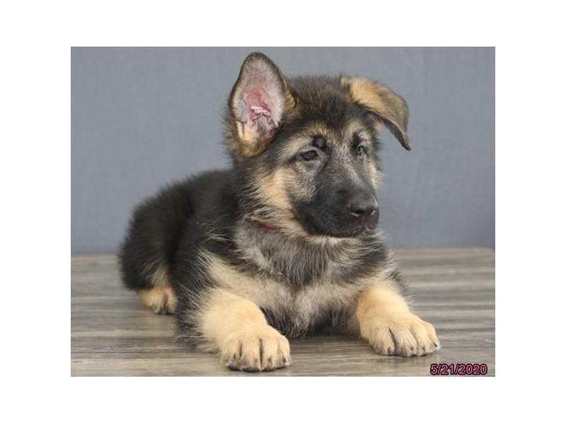 German Shepherd Dog
