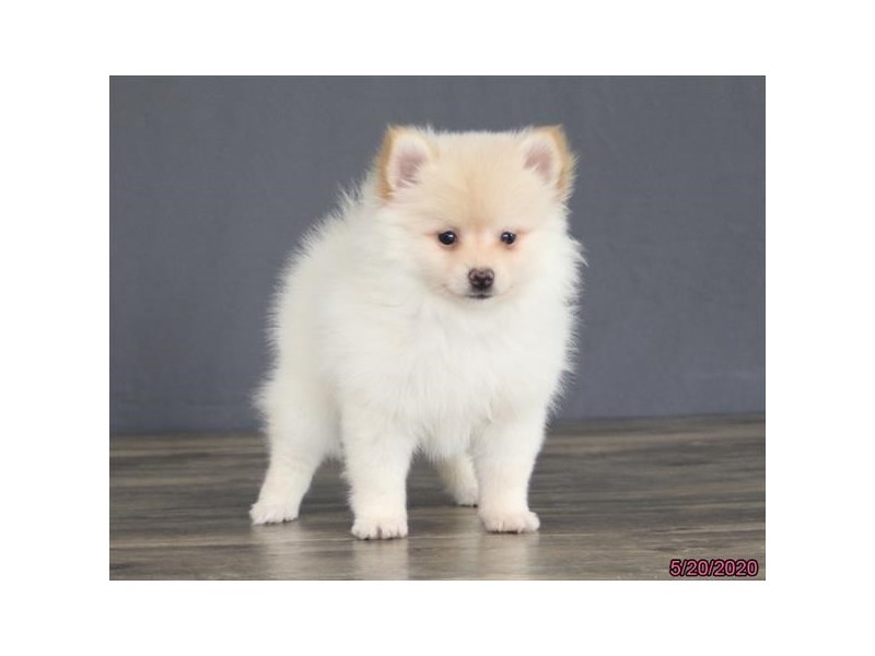Pomeranian