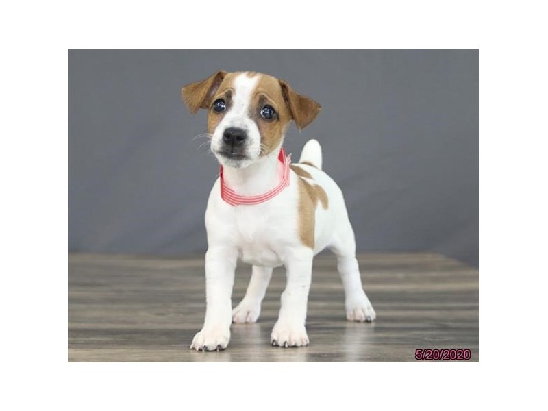 Jack Russell Terrier