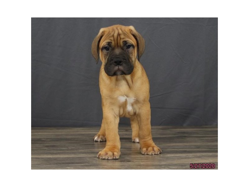 Bullmastiff