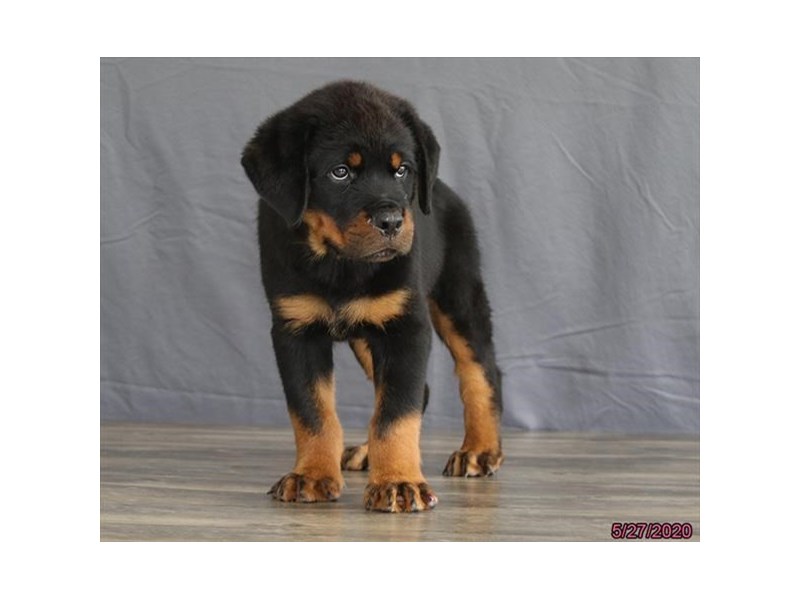 Rottweiler