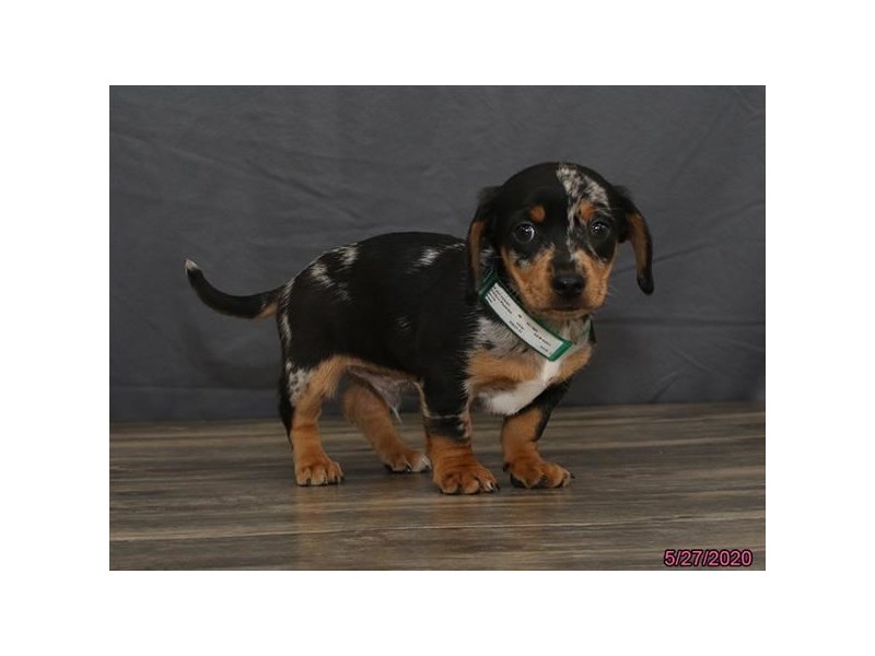 Chihuahua/Dachshund
