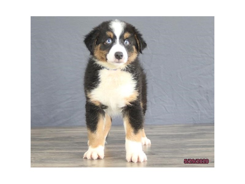 Australian Shepherd