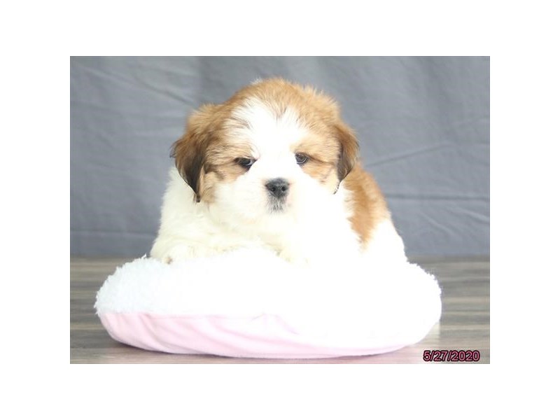Lhasa Apso