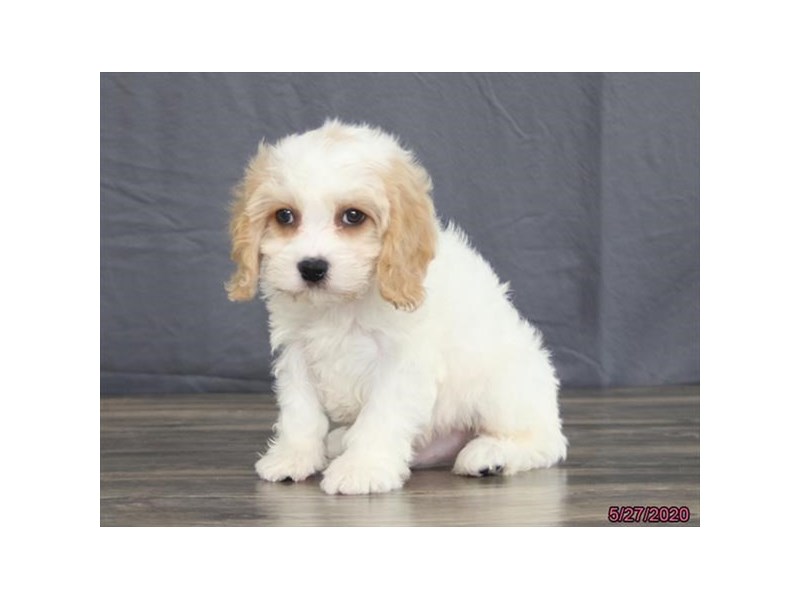 Cavachon