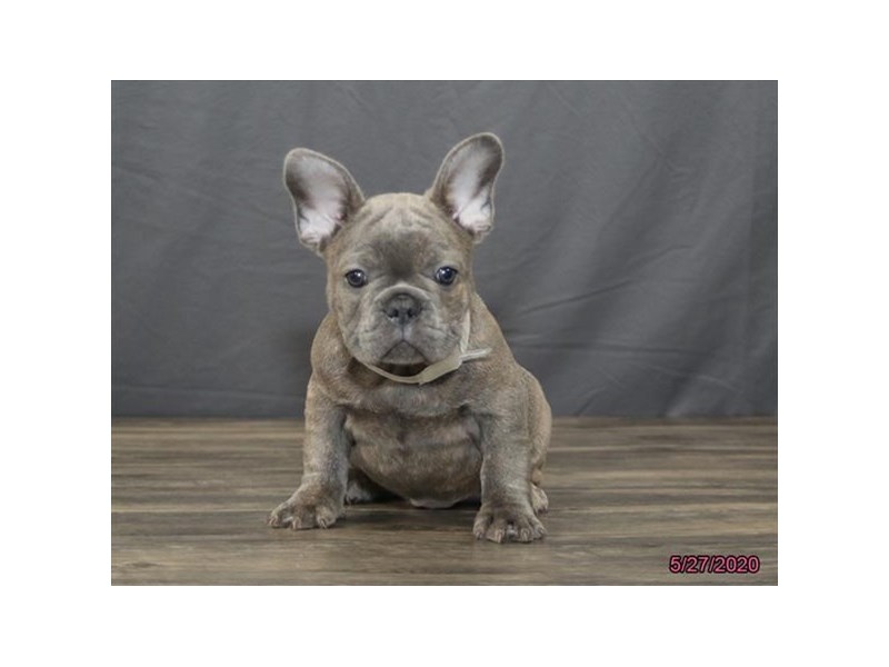 French Bulldog