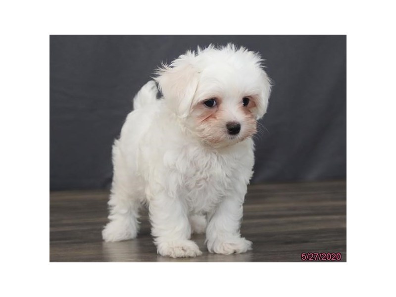 Maltese Puppies Petland Carriage Place