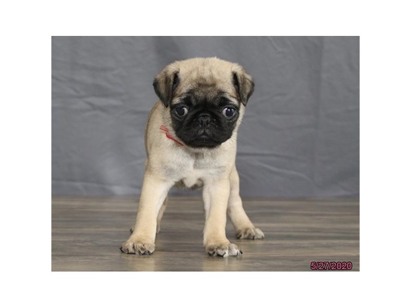Pug