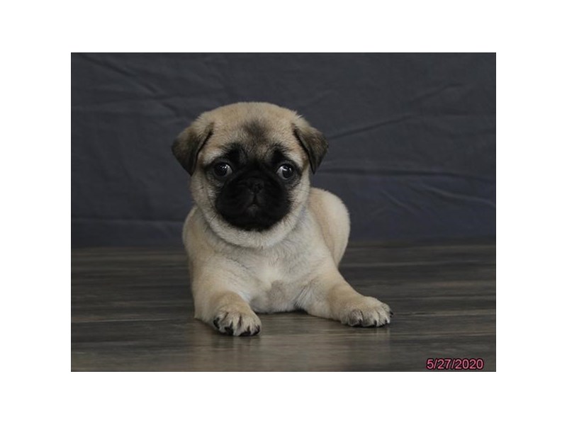 Pug