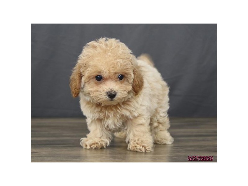 Bichon/Poodle