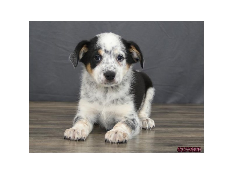 Miniature Australian Shepherd/Australian Cattle Dog