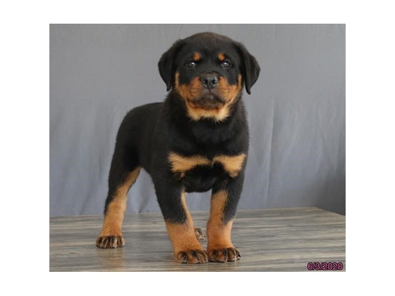 Rottweiler