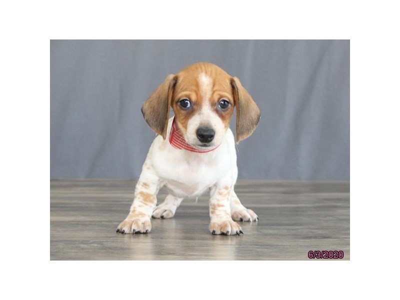Dachshund