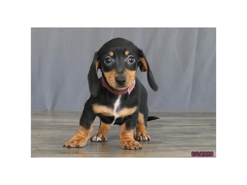 Dachshund