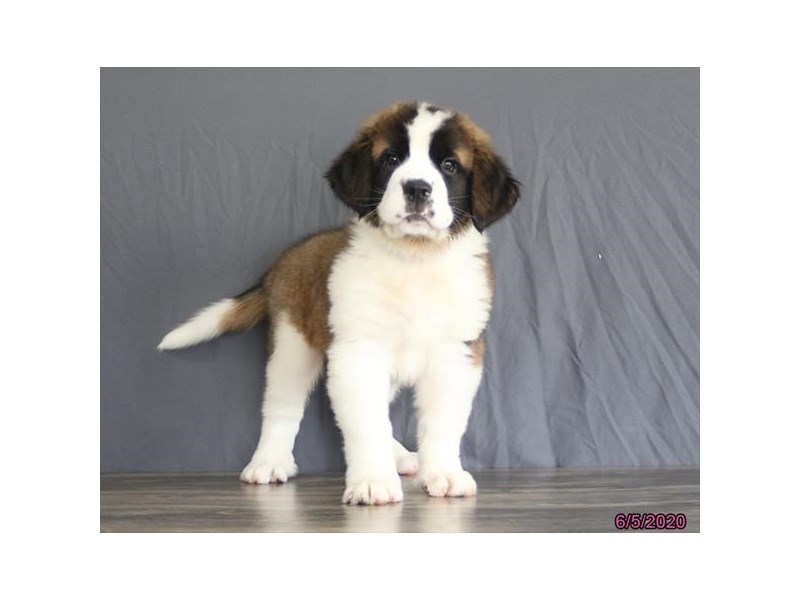 Saint Bernard