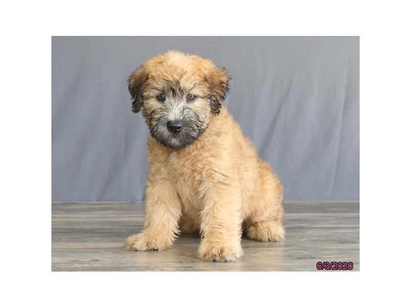 Soft Coated Wheaten Terrier