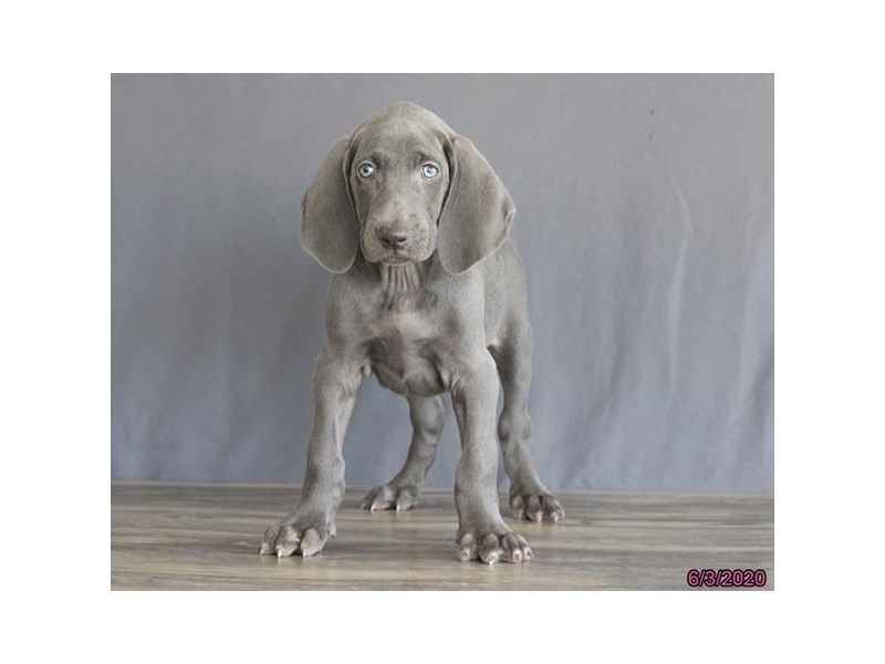 Weimaraner